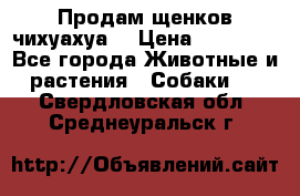 Продам щенков чихуахуа  › Цена ­ 10 000 - Все города Животные и растения » Собаки   . Свердловская обл.,Среднеуральск г.